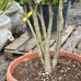 Červienka Fraserova (Photinia × fraseri) ´RED ROBIN´ - výška 150-200 cm, kont. C90L- viackmenný